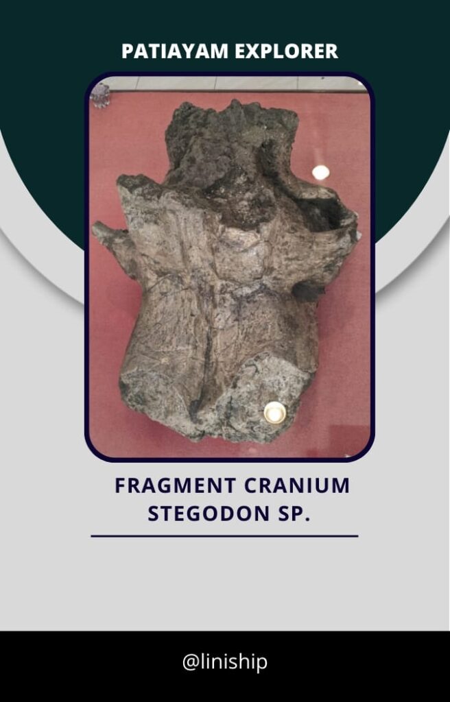 Cranium Stegodon (1)