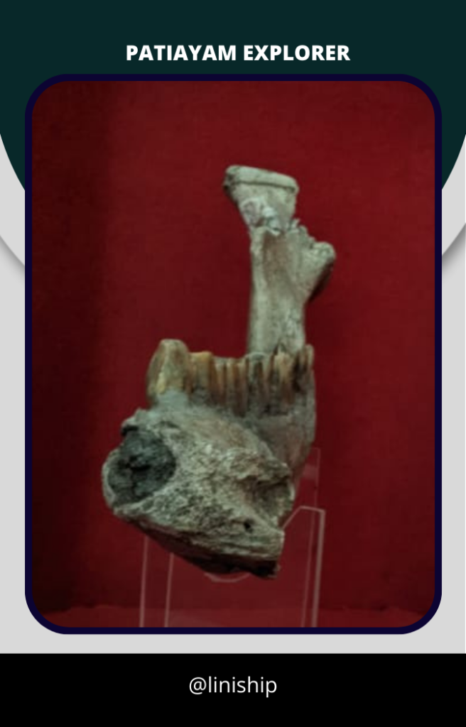 Mandibula Rhino (2)