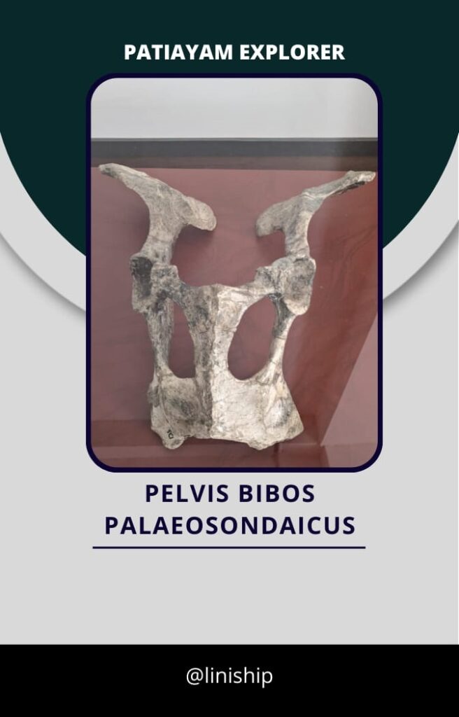 Pelvis Bibos (1)