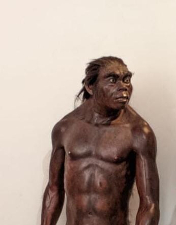 Homo Erectus